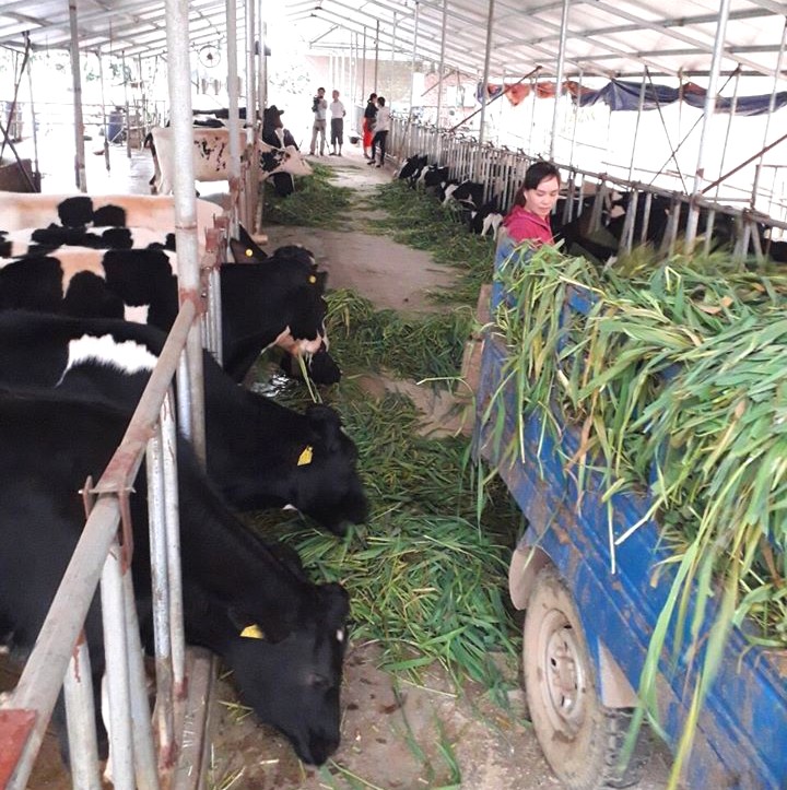 Mở hướng phát triển kinh tế từ mô hình chăn nuôi bò sữa